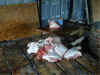 BBQGA7-BUTCHERED.jpg (18045 bytes)