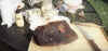 corned beef 5.jpg (34795 bytes)