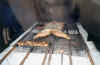 pigpit.jpg (34155 bytes)